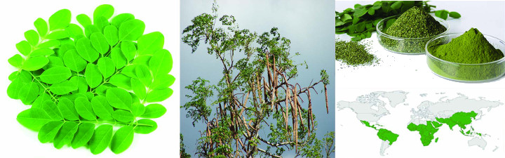 all about moringa oleifera