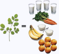 moringa oleifera contains 7 times the vitamin c of oranges, 4 times the vitamin a of carrots, 4 times the calcium of milk, 3 times the potassium of bananas, and 2 times the protein of yogurt