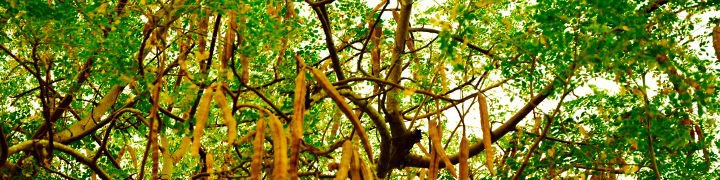 Zija Moringa trees grown on proprietary farms in hot dry climates zija moringa oleifera trees