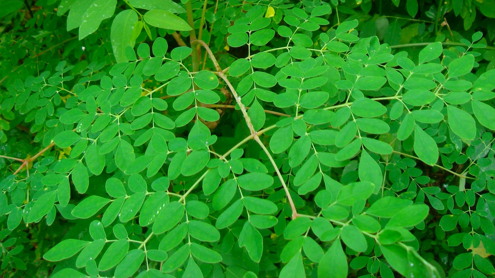leaves of the moringa oleifera miracle tree