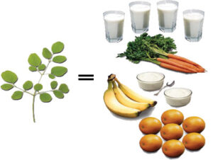 moringa has a lot of nutrition including more calcium than milk, more potassium than bananas, more vitamin a than carrots