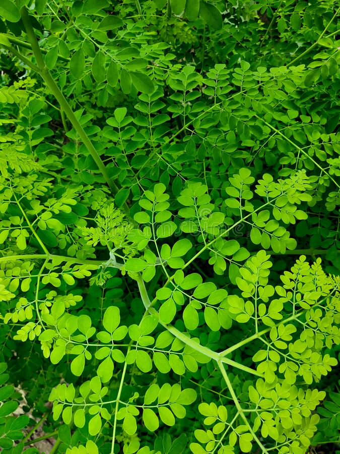 leaves of the moringa oleifera tree